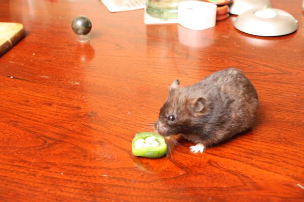 Happy Holidays, dear HamsterTracker-Dudes and -Dudettes !