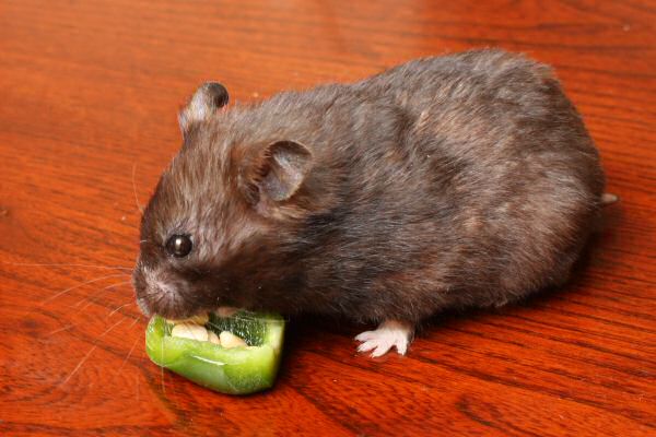 Happy Holidays, dear HamsterTracker-Dudes and -Dudettes !