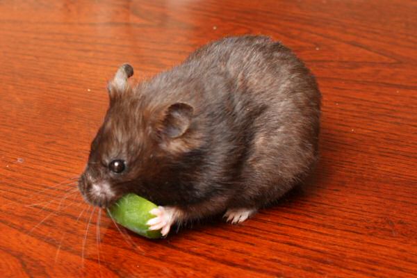 Happy Holidays, dear HamsterTracker-Dudes and -Dudettes !