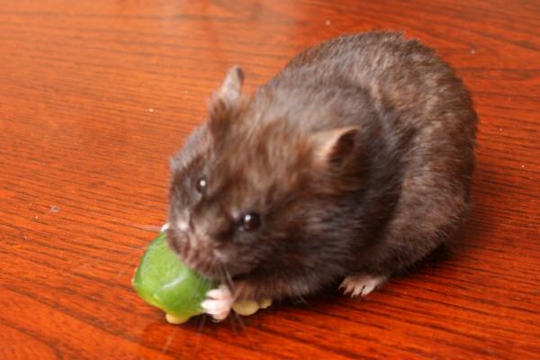 Happy Holidays, dear HamsterTracker-Dudes and -Dudettes !