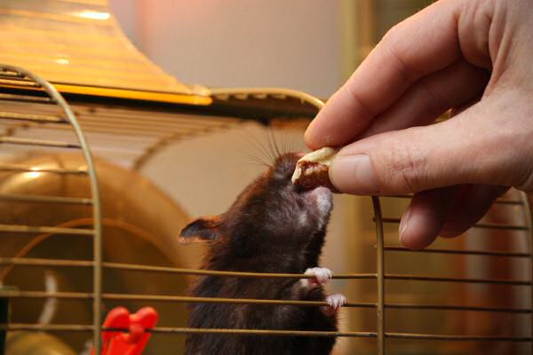 Makin' Lucy work for her treat...