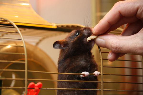 Makin' Lucy work for her treat...