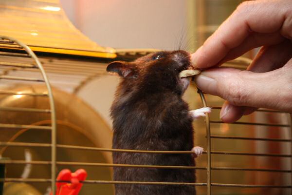 Makin' Lucy work for her treat...