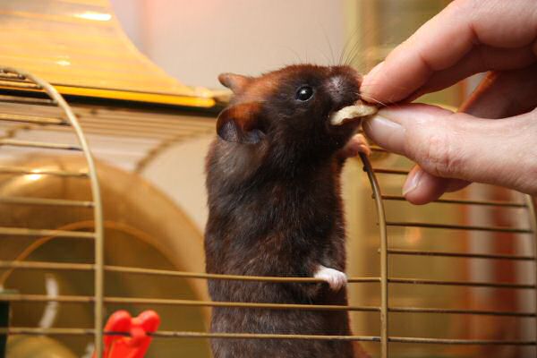 Makin' Lucy work for her treat...