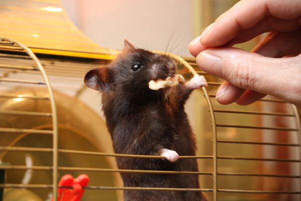 Makin' Lucy work for her treat...