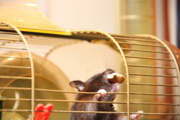 Makin' Lucy work for her treat...