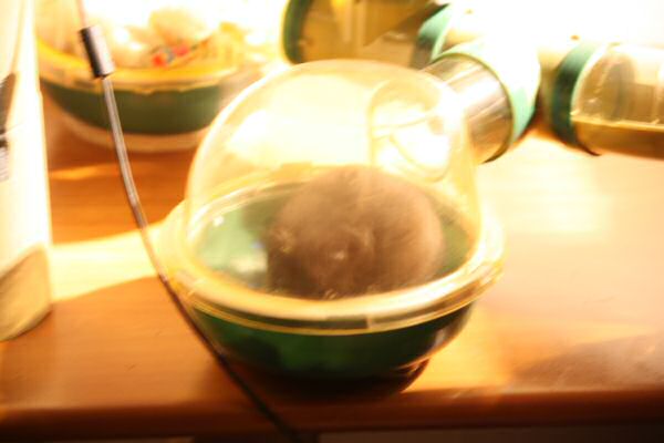 Mansion Expansion for Lucy!