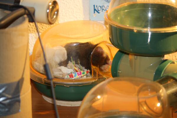 Mansion Expansion for Lucy!