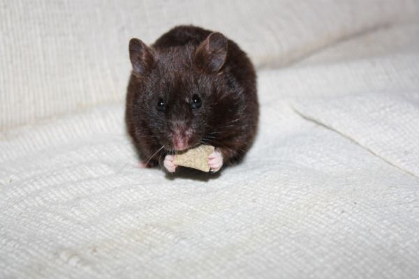 Lucy's reaction on the Happy Hamster book give a way winner.