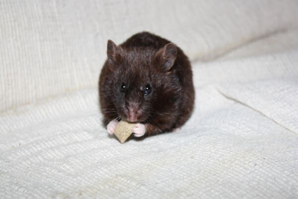 Lucy's reaction on the Happy Hamster book give a way winner.