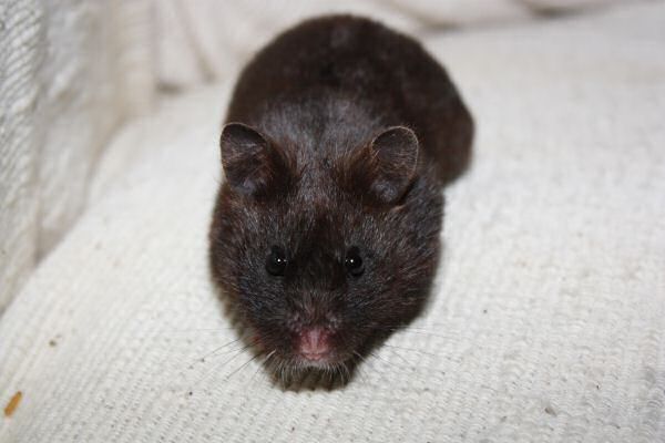 Lucy's reaction on the Happy Hamster book give a way winner.