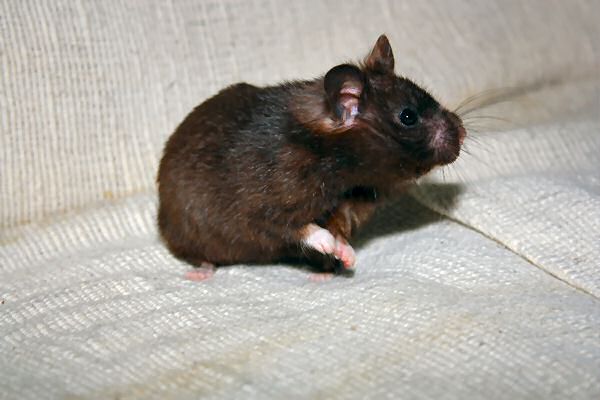 Photographing the star of HamsterTracker.com: miss. Lucy!