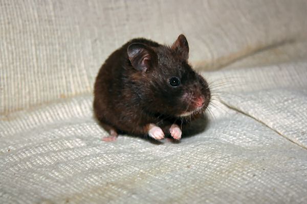 Photographing the star of HamsterTracker.com: miss. Lucy!