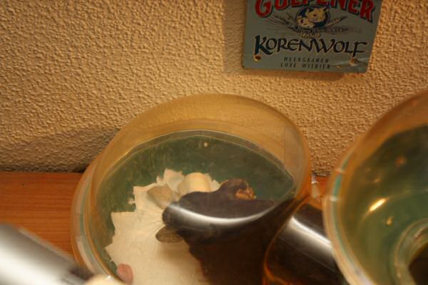 When Lucy Asks, She Gets!