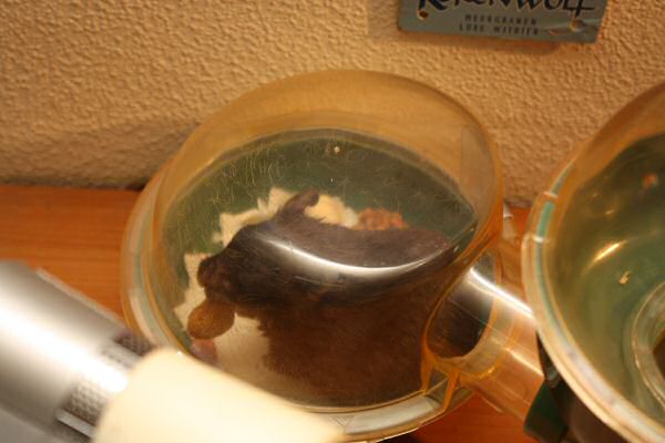 When Lucy Asks, She Gets!