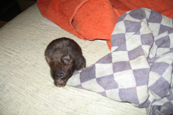 Spring Time at HamsterTracker.com!