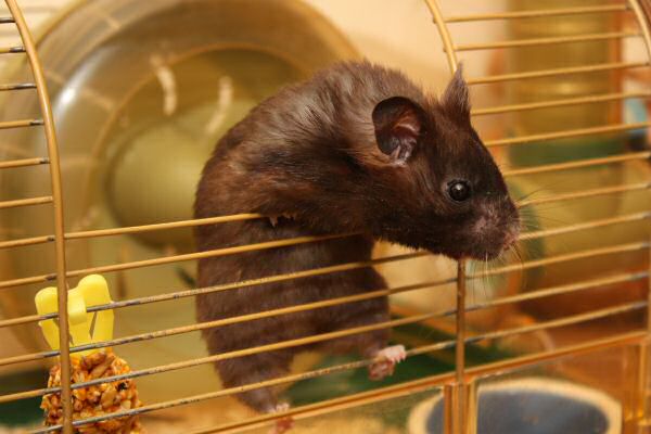 Hardware Troubles for both Lucy and me!