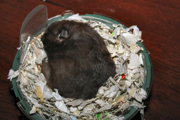 Lucy 4.0 passed away today...