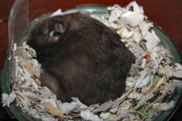 Lucy 4.0 passed away today...