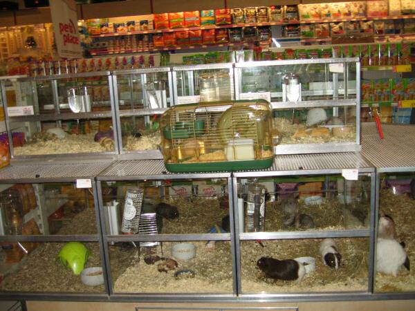 In the 'adoption' center...