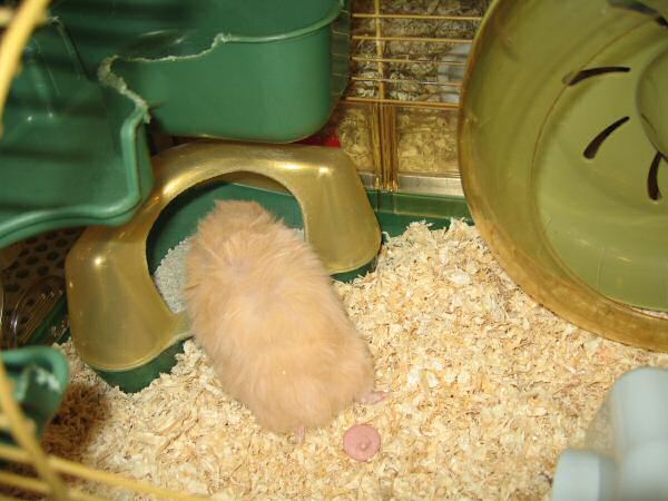 In the 'adoption' center...