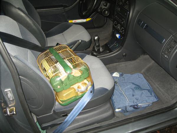 Drive back home from the 'adoption' center...