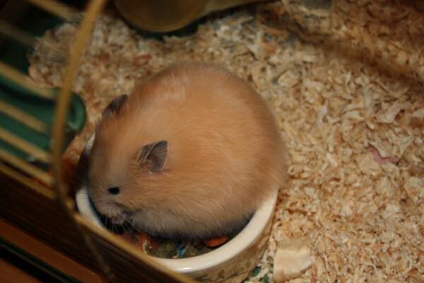 Introducing Lucy 5.0!