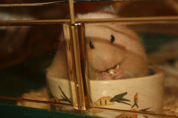 Introducing Lucy 5.0!