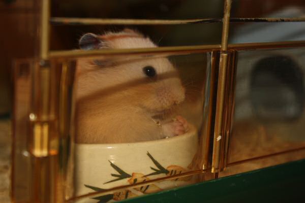 Introducing Lucy 5.0!