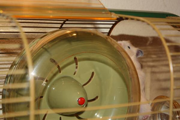 Introducing Lucy 5.0!