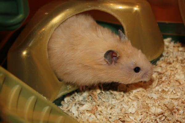 Introducing Lucy 5.0!