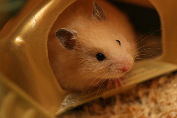 My first days with Lucy 5.0!