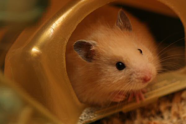 My first days with Lucy 5.0!