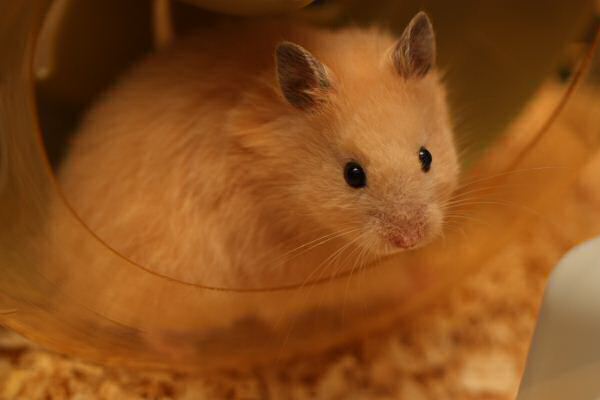 My first days with Lucy 5.0!