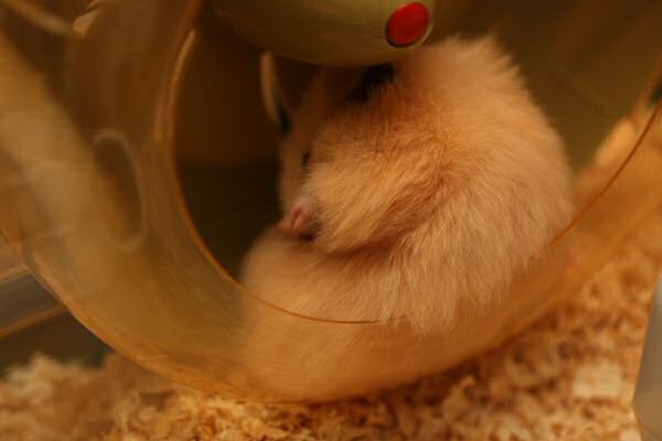 My first days with Lucy 5.0!