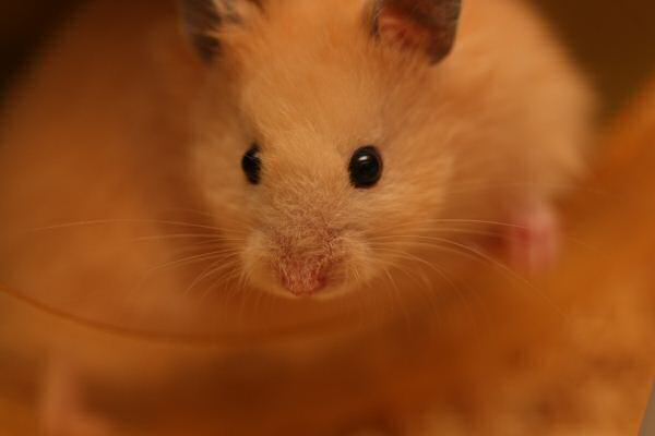 My first days with Lucy 5.0!