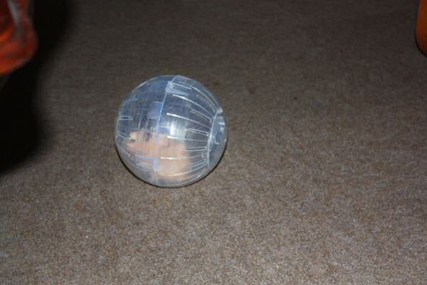 Second evening out with Lucy!