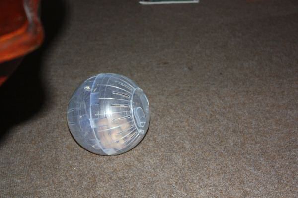 Second evening out with Lucy!