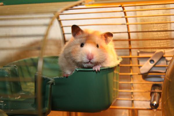 The First MASSIVE Lucy Mansion Clean!