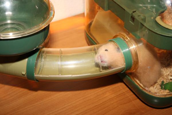 The First MASSIVE Lucy Mansion Clean!