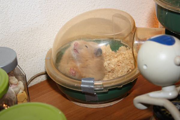 The First MASSIVE Lucy Mansion Clean!