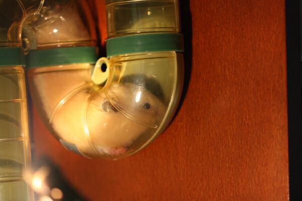 Lucy's 2nd Mansion-Expansion: Meditation Room !