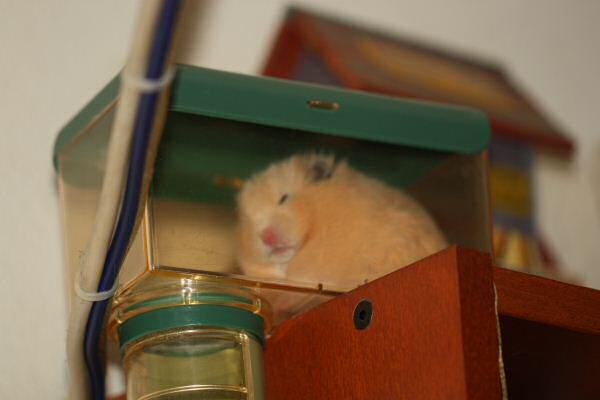 Lucy's 2nd Mansion-Expansion: Meditation Room !