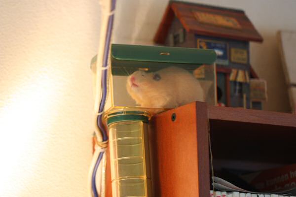 Lucy's 2nd Mansion-Expansion: Meditation Room !