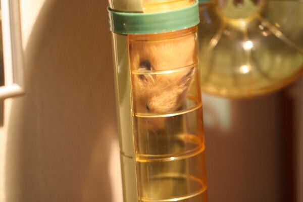 Lucy's 2nd Mansion-Expansion: Meditation Room !