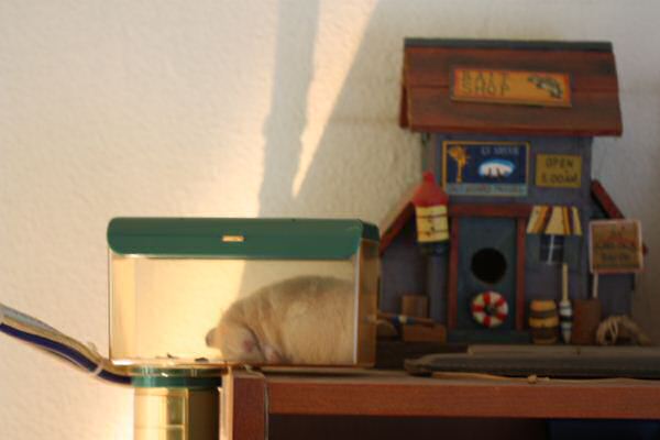 Lucy is adjusting to the HamsterTracker™-Life !