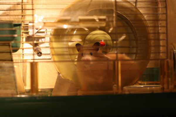 Lucy is adjusting to the HamsterTracker™-Life !