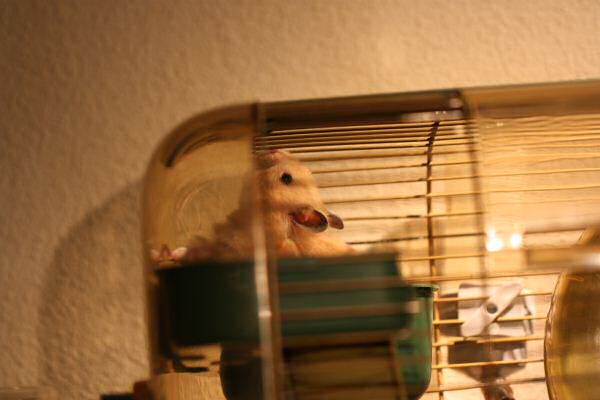 Lucy is adjusting to the HamsterTracker™-Life !