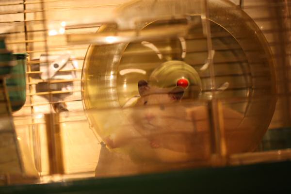 Lucy is adjusting to the HamsterTracker™-Life !