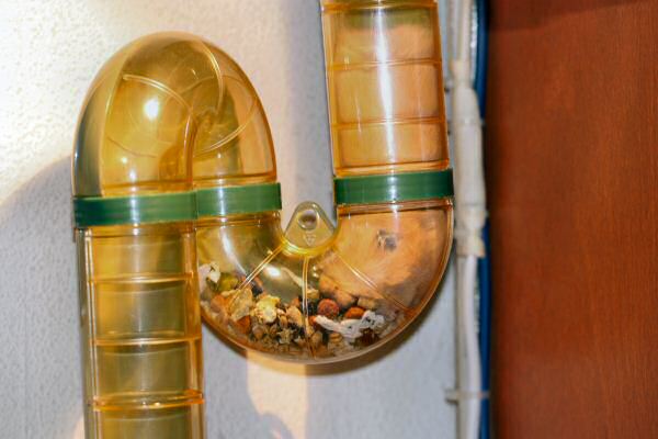 Lucy loves her home !